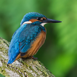 Kingfishers